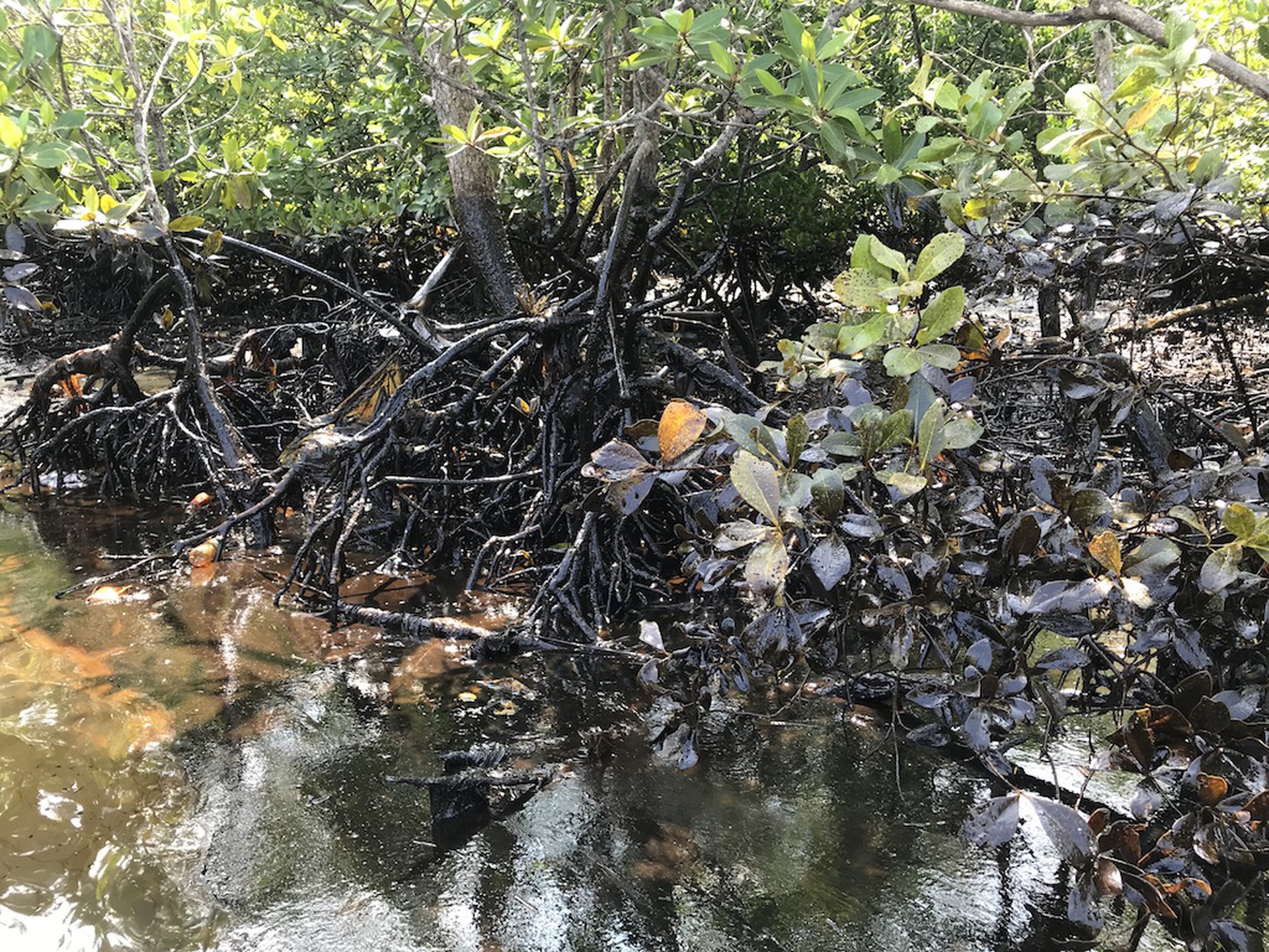 Balikpapan, oil reaches the mangrove forest