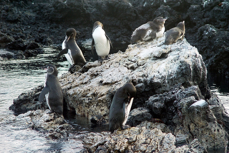 pinguini, galapagos