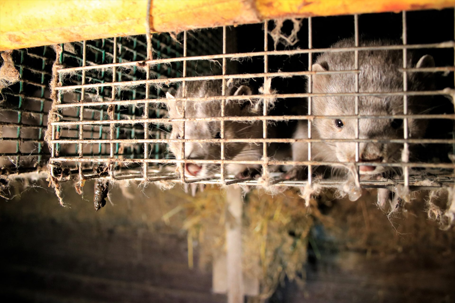 Finland Fur Farm