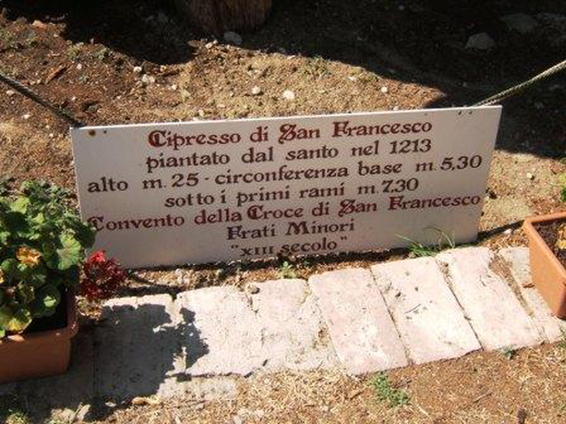 5 alberi monumentali da vedere