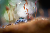 La bellezza della natura nelle foto del Nature photography contest