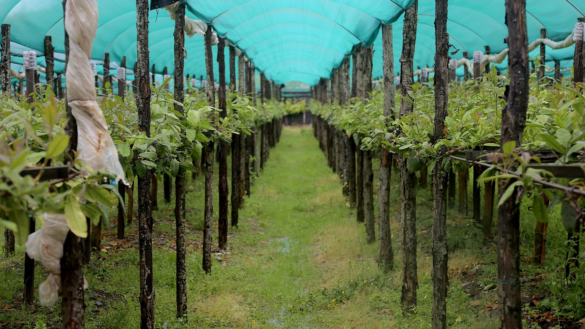 Filari di cedri a Santa Maria del Cedro © Beatrice Spagoni_IMG_1503