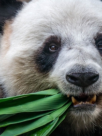 Il numero di panda, elefanti, ibis e gibboni sta crescendo in Cina