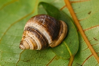 È morto George, l’ultima lumaca della sua specie