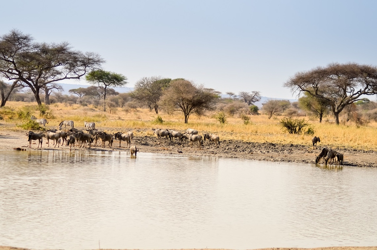 Animali che si abbeverano in un parco in Tanzania