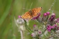 Si piantano viole per salvare una rara farfalla