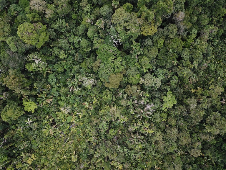 Amazzonia ecuadoriana vista dal cielo