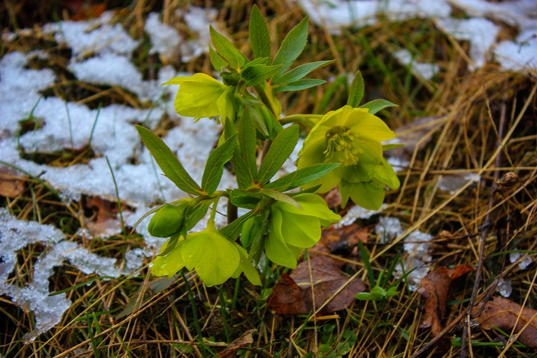 fiori invernali di elleboro