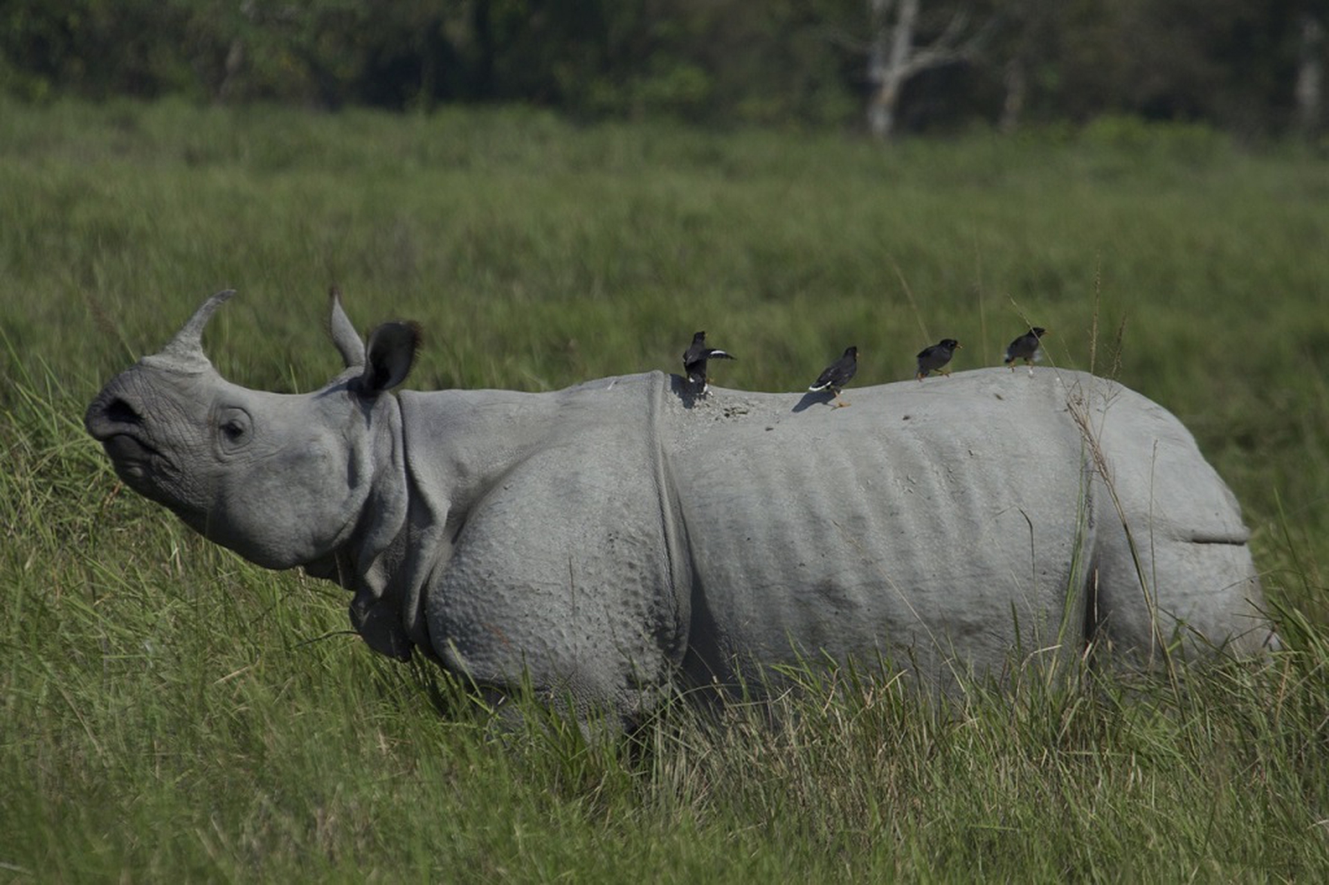 rinoceronte indiano_1