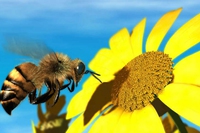 10 piante da coltivare per attirare le api (e nutrirle)