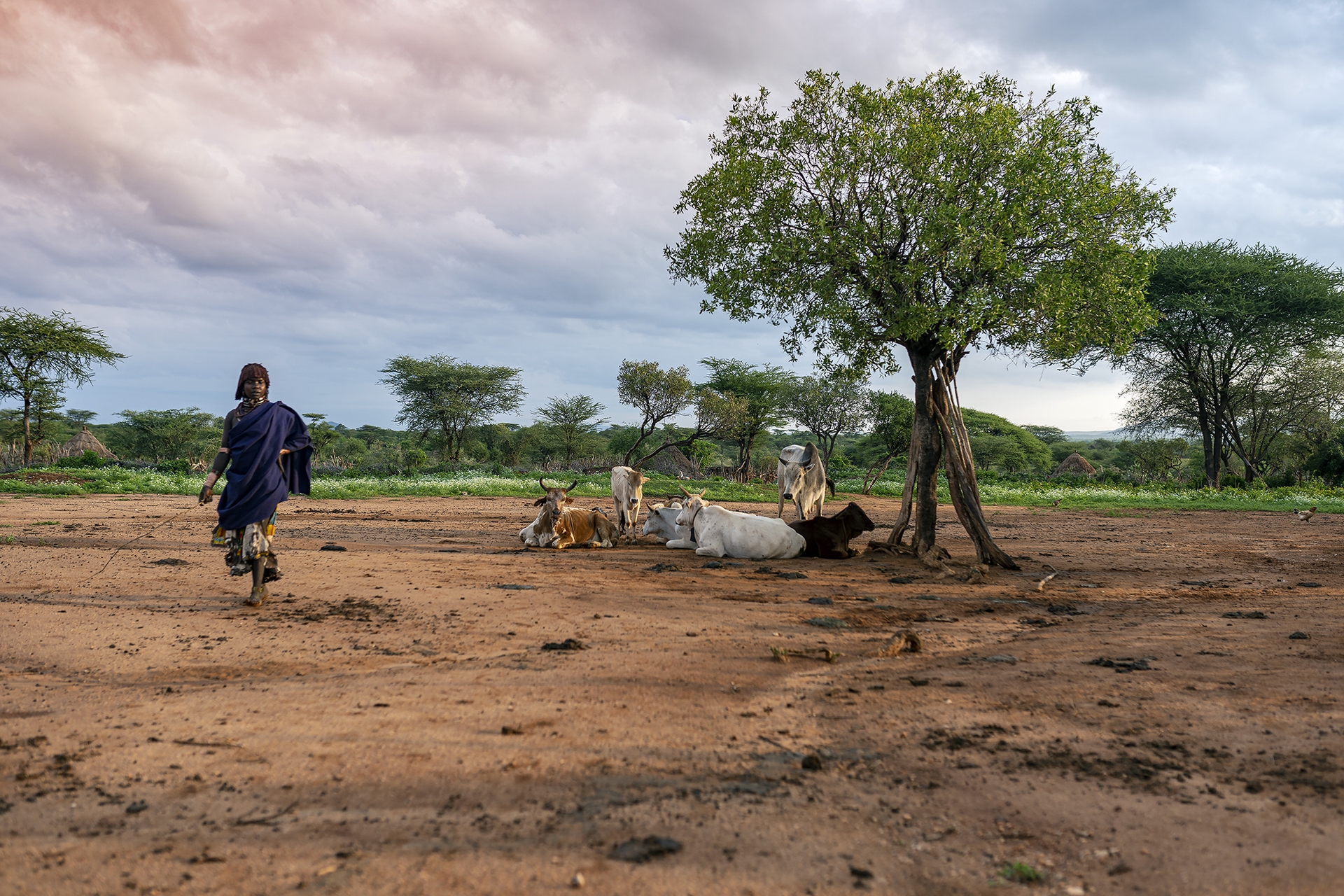 Lower Omo Valley, Hamer tribe