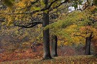 Alberi e suolo, la nostra forza contro i cambiamenti climatici