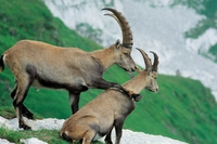 Giro d’Italia 2019, una tappa minaccia la fragile biodiversità del parco del Gran Paradiso