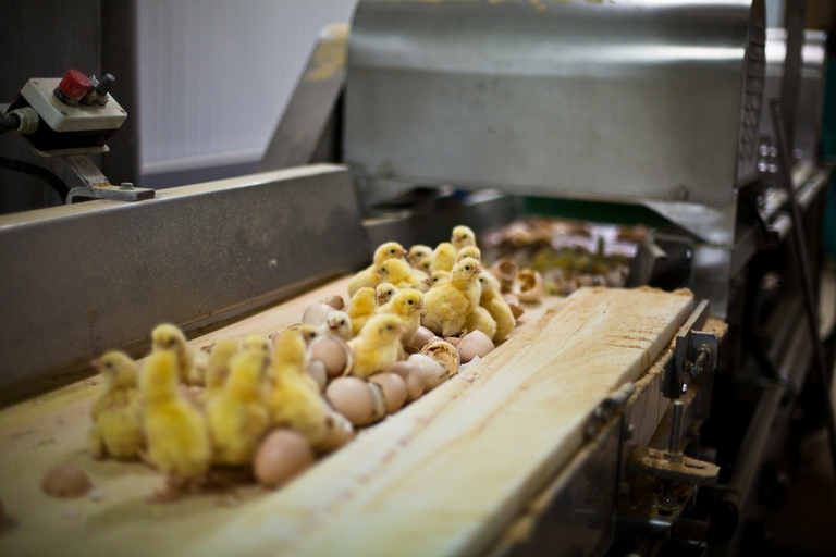 The killing of newborn chicks is yet another cruel egg industry