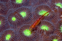 Illusiocean, una mostra per svelare la magia dell’oceano e dei suoi abitanti
