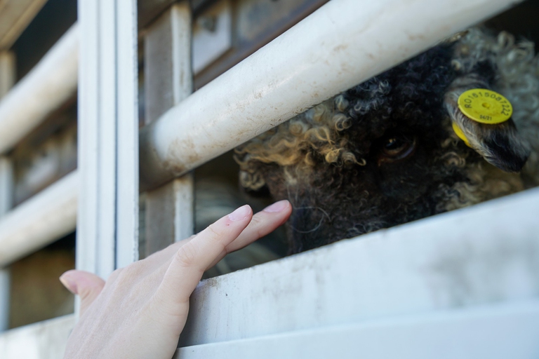 Su questi camion le condizioni per gli animali sono durissime 