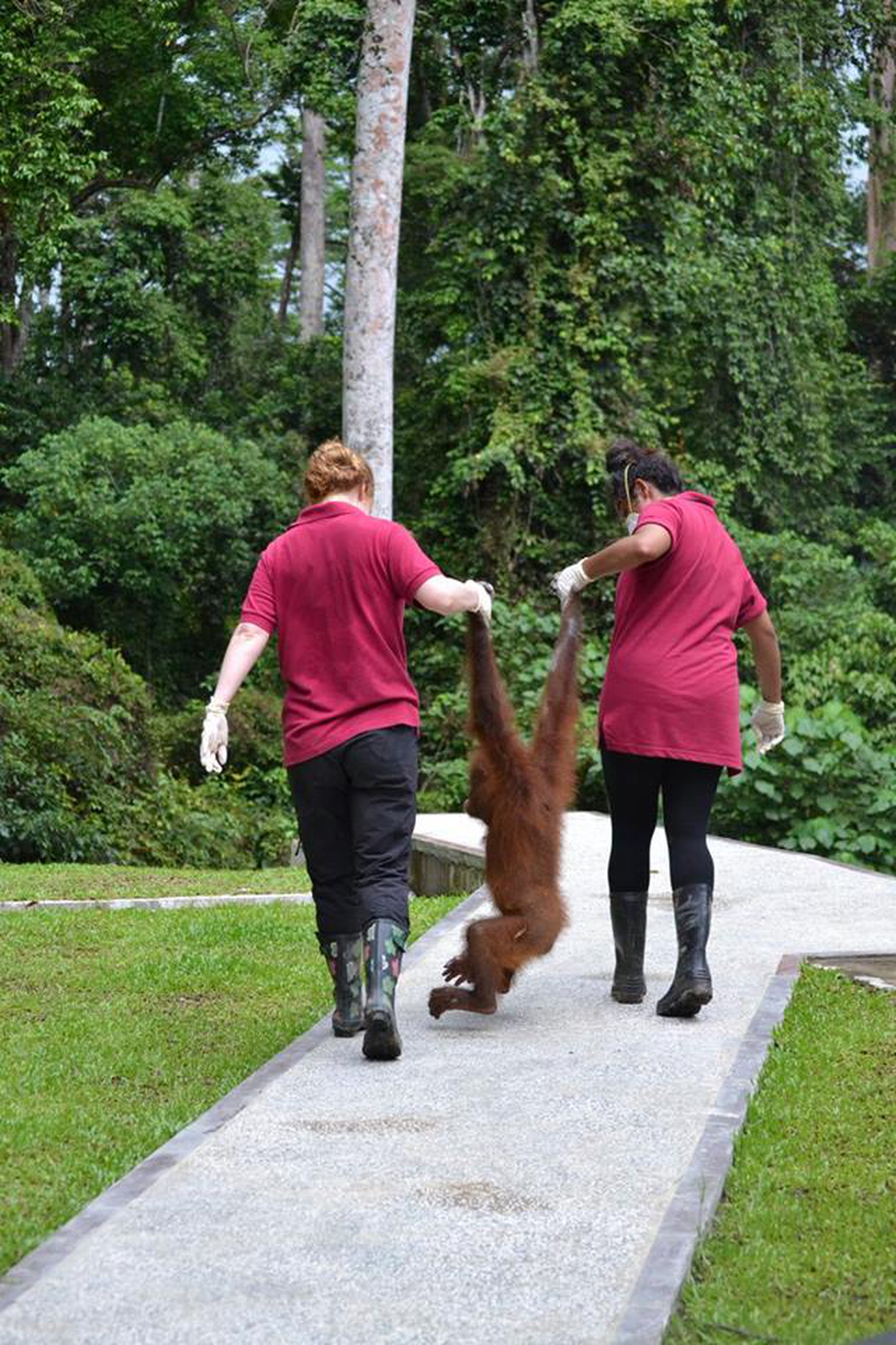 Sepilok Orangutan Rehabilitation Centre