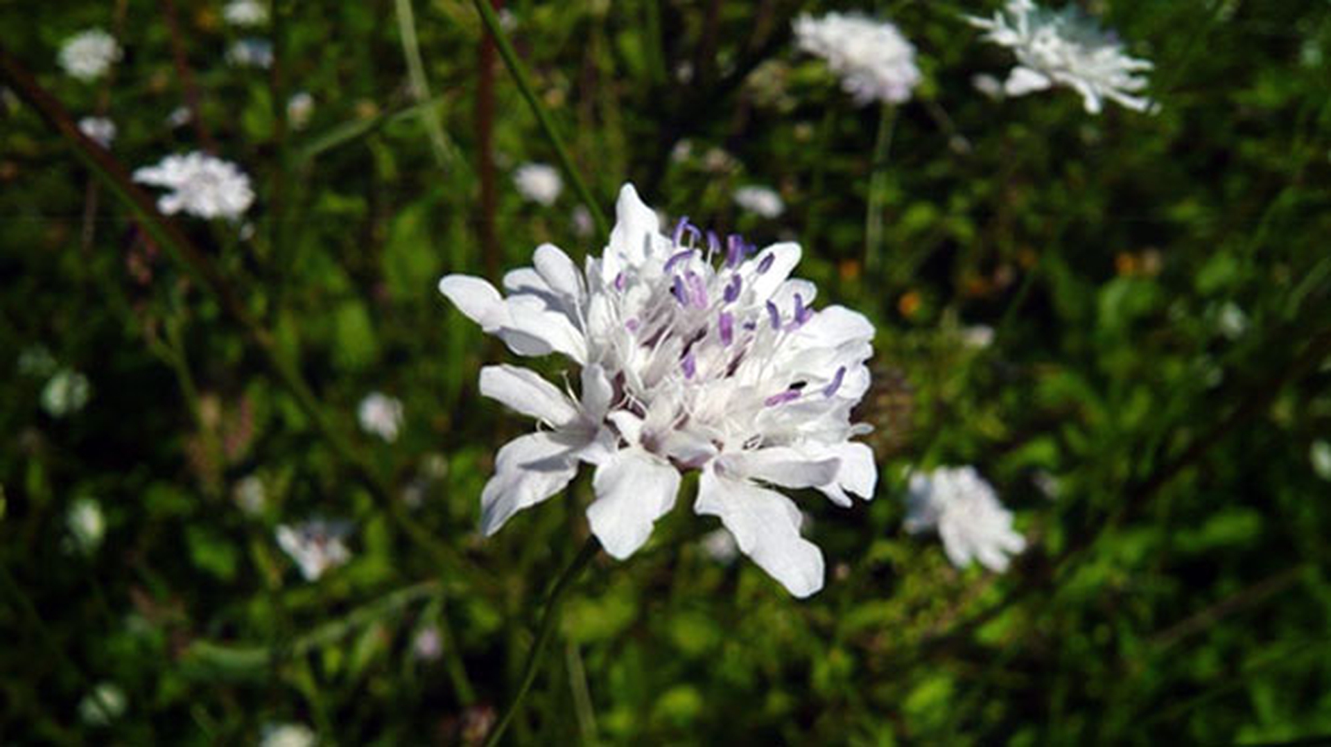 Il fiore che salva le api