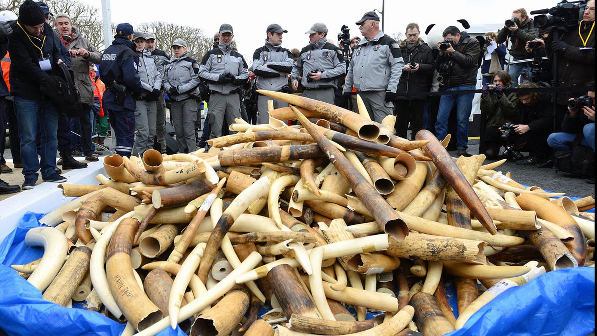 3-tonnellate-avorio-sequestrate-in-francia-2014