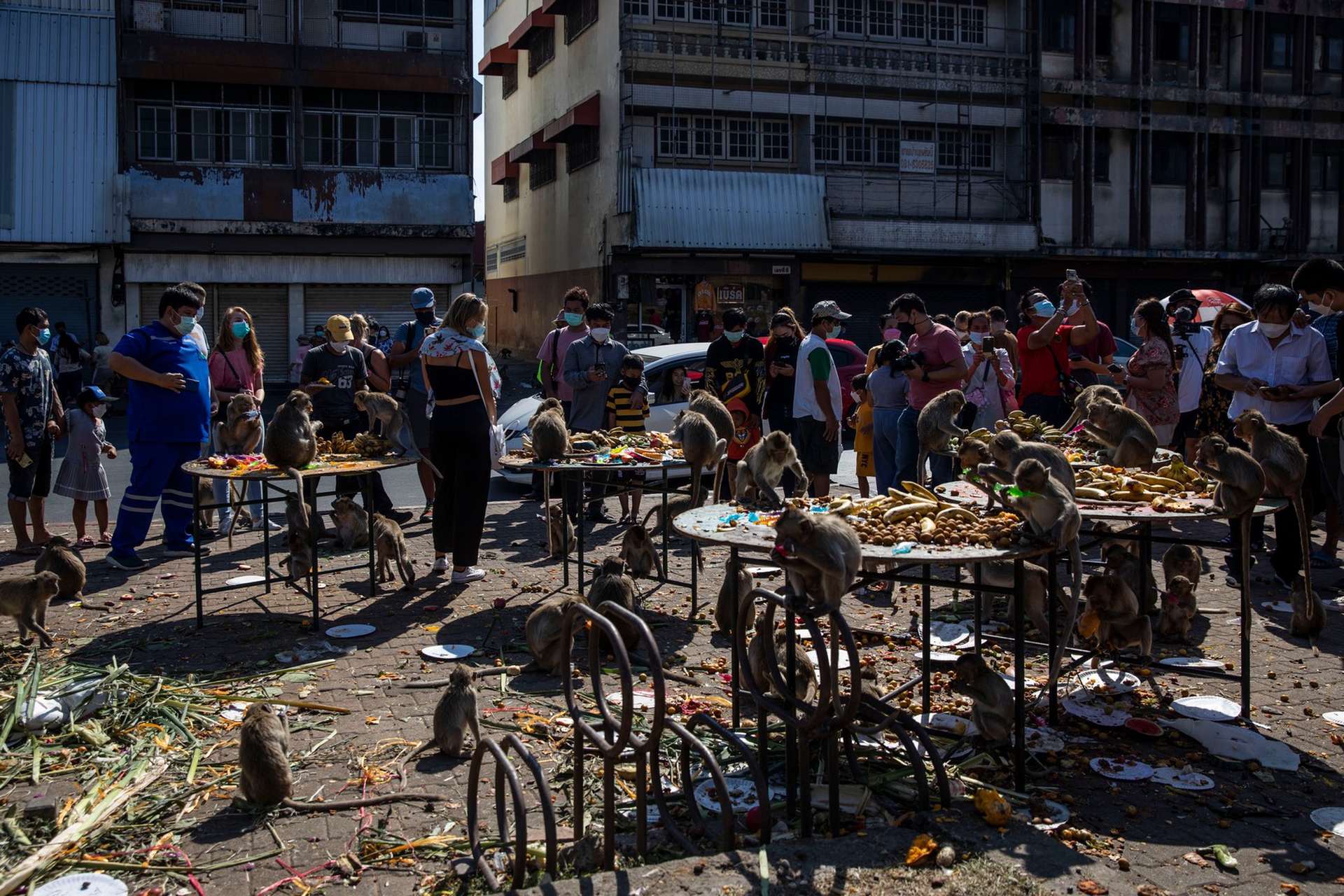 Il festival delle scimmie in Thailandia