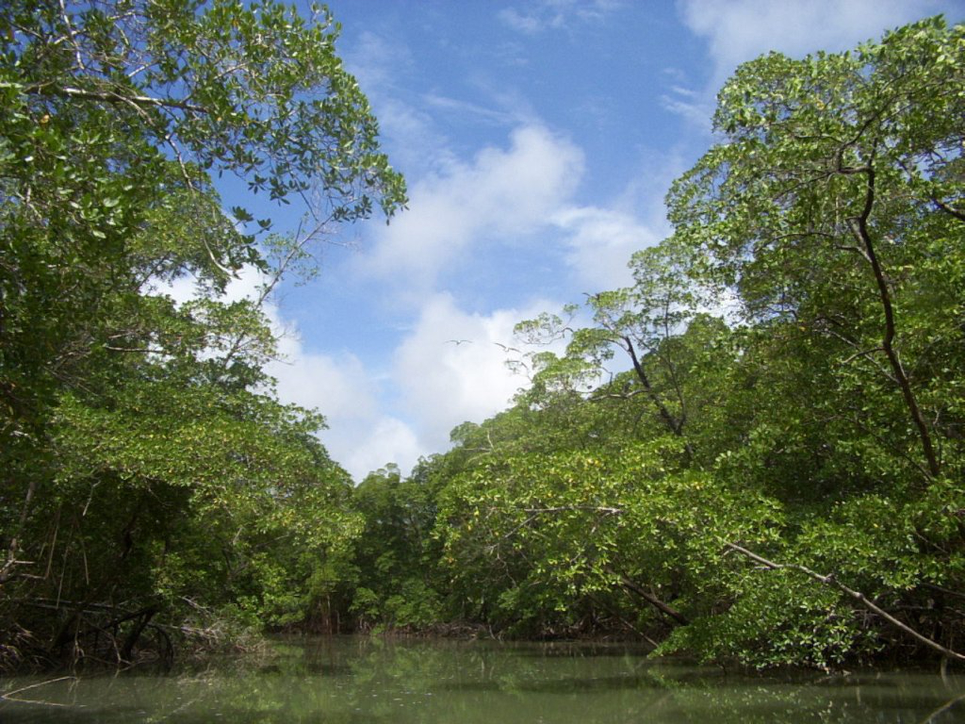 River_in_the_Amazon_rainforest_1