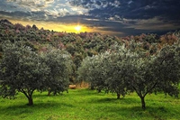 Clima e olio d’oliva, ecco cosa accadrà