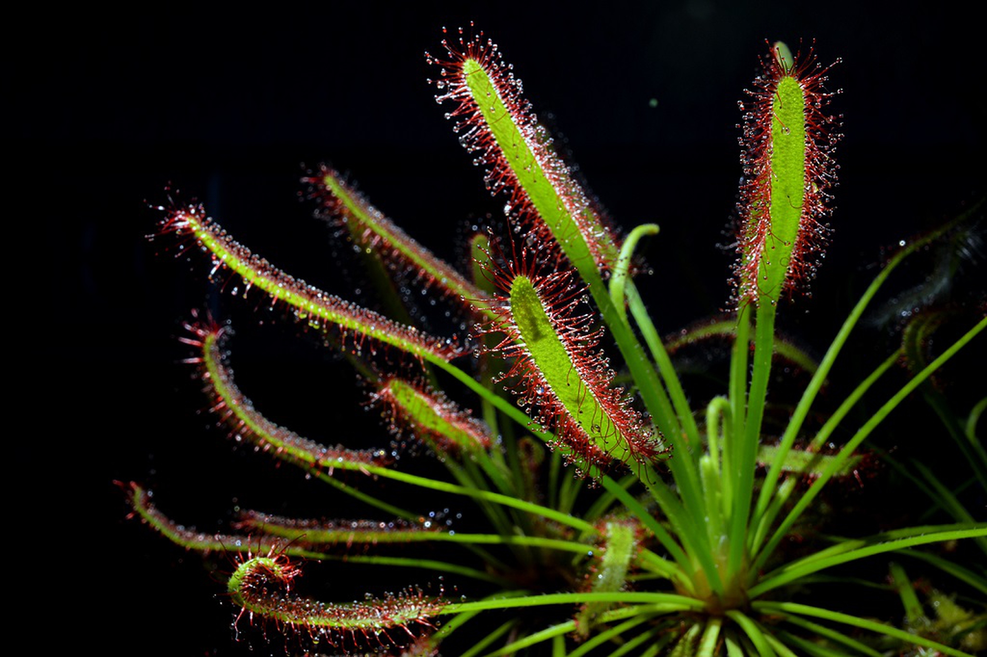 Drosera capensis