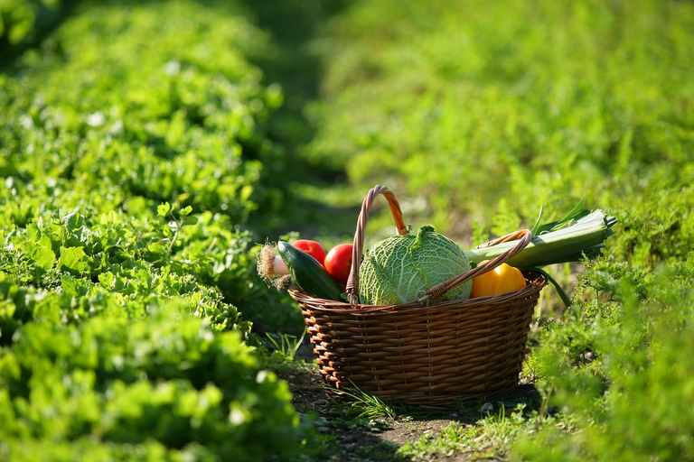 Le verdure di stagione sono la base per una corretta alimentazione © ingimage