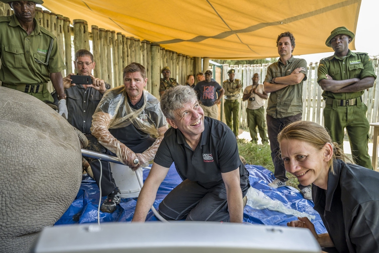 Un momento della procedura di estrazione degli ovuli dal rinoceronte bianco settentrionale