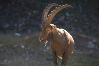 Il riscaldamento globale sta trasformando gli stambecchi in animali notturni