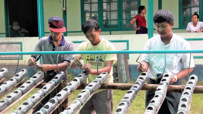 coltivazione birmania