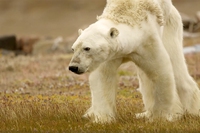 L’orso polare che soffre la fame per colpa del riscaldamento globale ritratto dal fotografo Paul Nicklen
