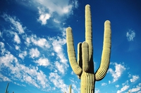 I cactus sono più minacciati dei panda, uno su tre rischia l’estinzione