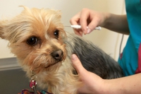 Napoli, microchip gratuiti agli animali domestici per adozioni consapevoli