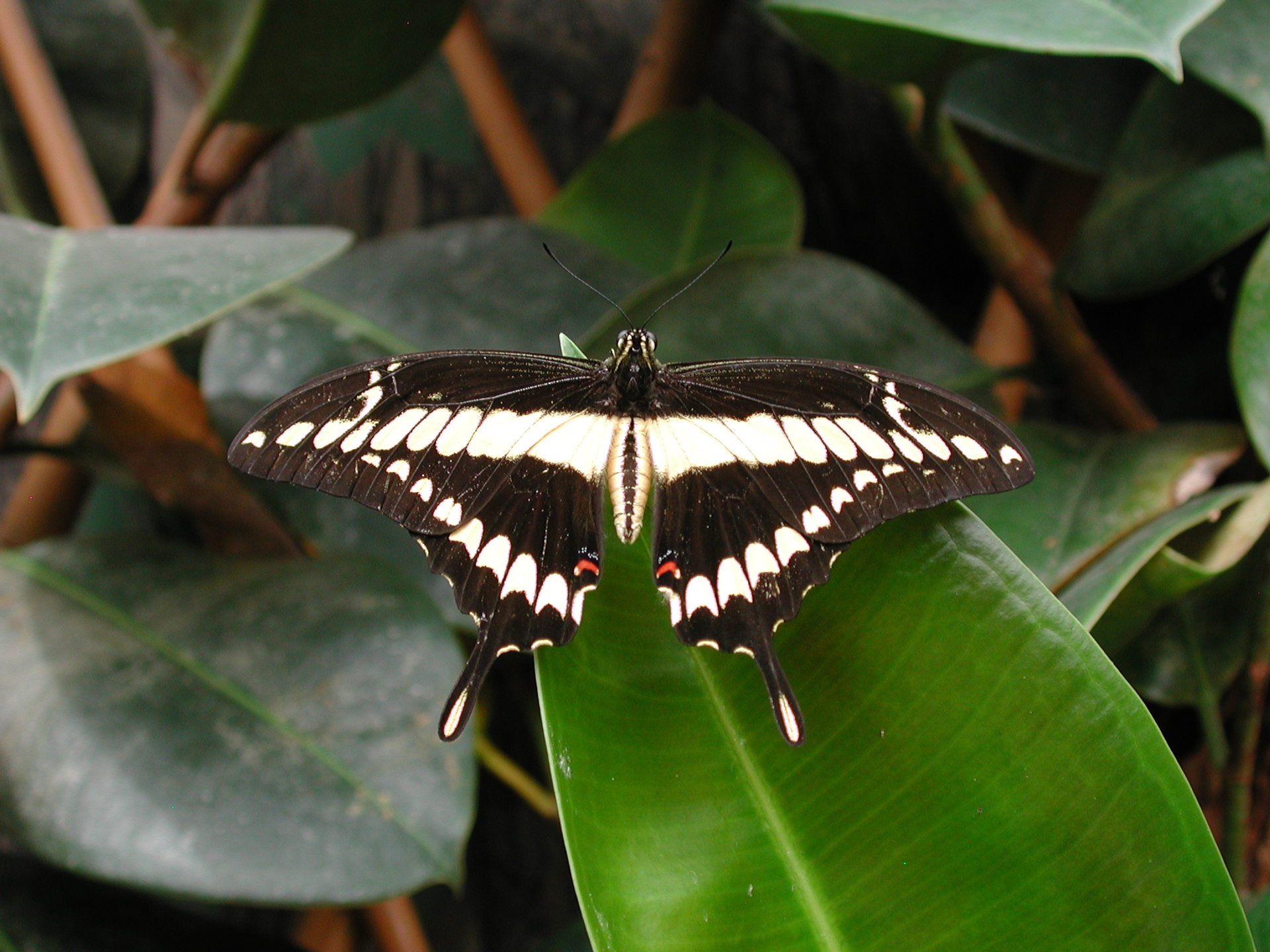 7 case delle farfalle da vedere