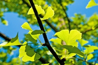 Nel ginkgo il segreto per ringiovanire il cervello e migliorare la circolazione