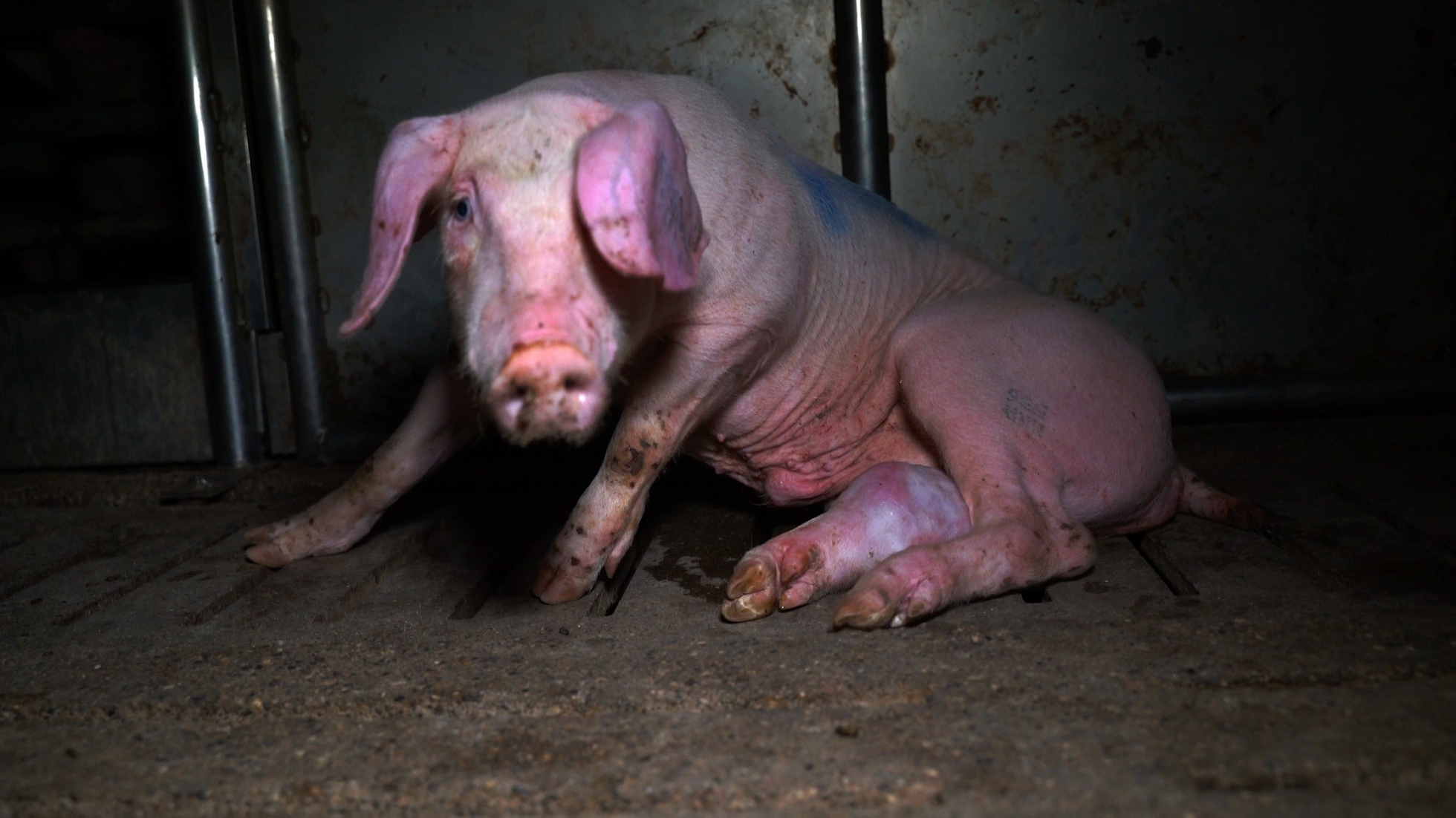 The heartbreaking lives of pigs raised for meat - LifeGate