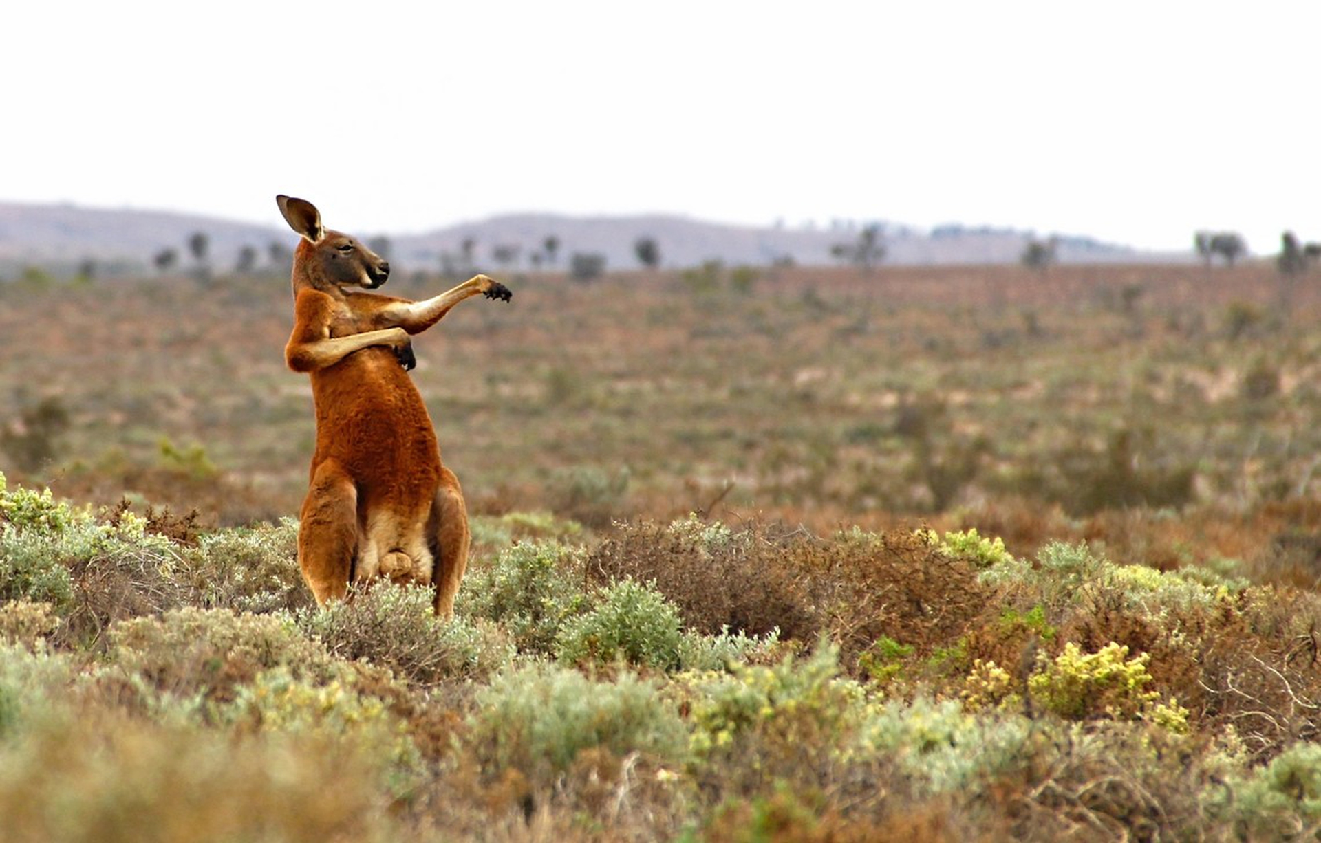 Kung-fu training Australian style di Andrey Giljov – Comedy wildlife photography awards
