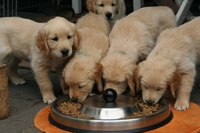 Allergie e intolleranze in cani e gatti, tutto quello che bisogna sapere