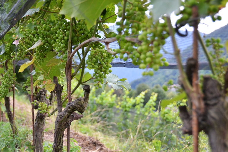 Azienda agricola Bianchi, Svizzera