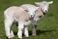 Non solo agnelli: 3 ottimi motivi per una Pasqua senza carne