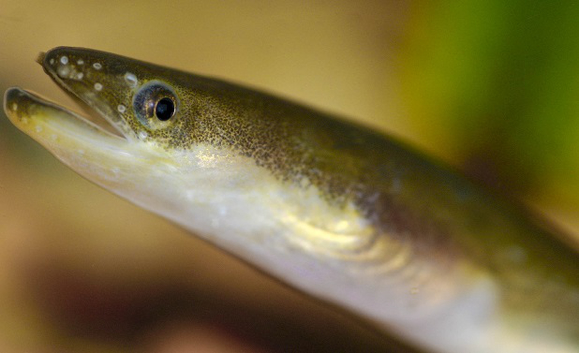 anguilla rostrata
