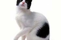 Gatto. Bobtail Giapponese