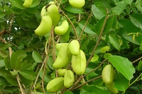 Griffonia simplicifolia, proprietà e controindicazioni di un antidepressivo che troviamo in erboristeria