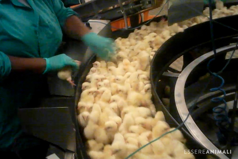 Le immagini dell'indagine in un incubatoio industriale di polli da carne, realizzata da un'attivista infiltrata di Essere Animali