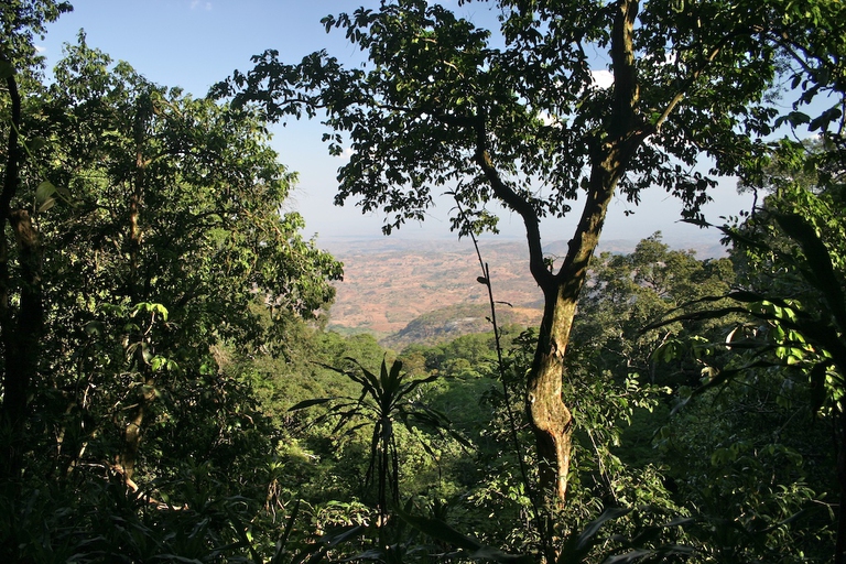 Il rarissimo camaleonte pigmeo di Chapman è riapparso nelle foreste del Malawi