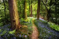 La playlist degli alberi, 10 canzoni per i polmoni del pianeta