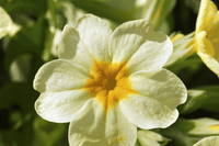 Primula: significato, proprietà, coltivazione e cura della pianta primaverile