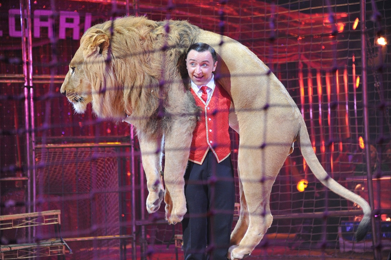 circus lion