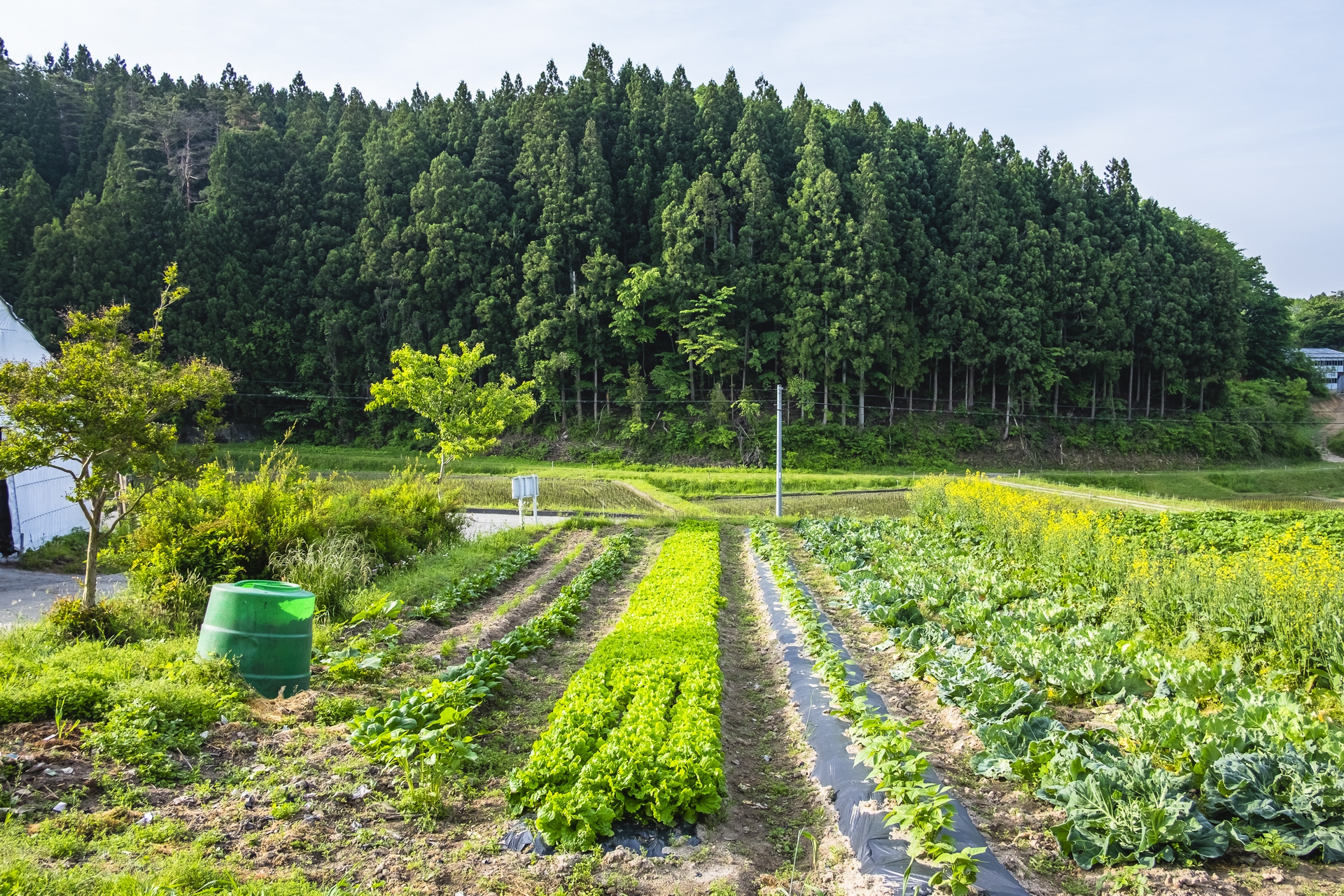 Fukushima a sei anni dal disastro